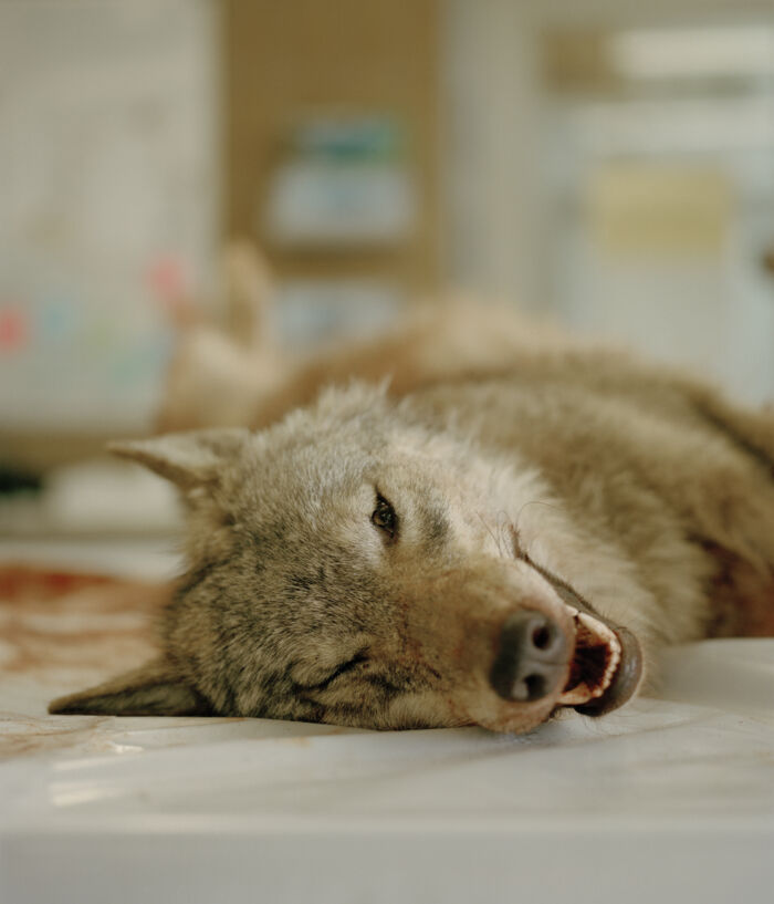 De danske ulve bliver skudt, og måske bruges der også gift til at tage dem af dage. Her den hunulv, som blev skudt nær Ulfborg. Foto: Tobias Nicolai