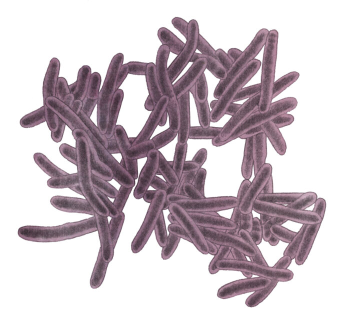 Tuberkulosebakterien er den snedigste af alle patogener og har været her i årtusinder. Illustration: Sine Jensen
