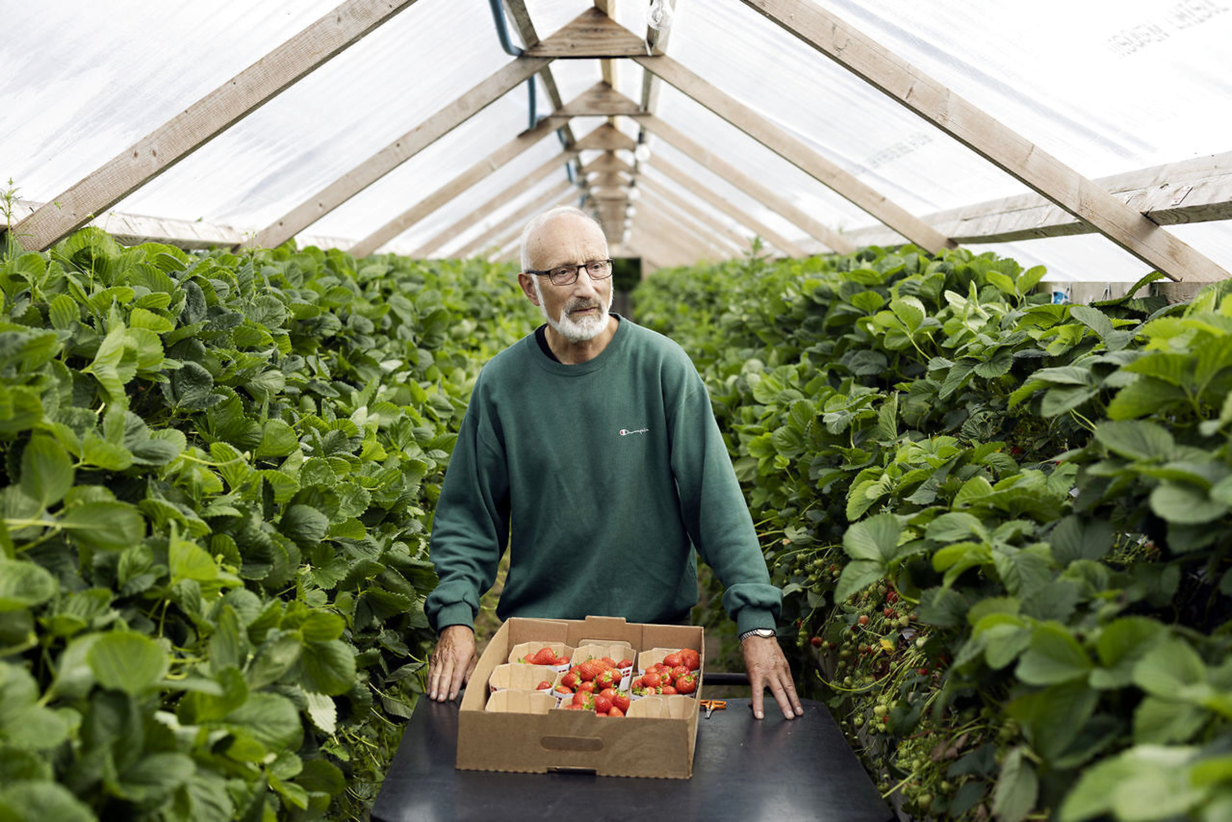 <p>Ejnar Rask er tidligere minkavler, men nu jordbæravler. Han har omdannet nogle af sine mink-stalde til drivhuse og dyrker nu jordbær og kartofler i dem. Foto: Tor Birk Trads. </p> Foto: Tor Birk Trads